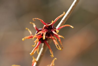 Hamamelis x intermedia - vilín prostřední - detail květu (2)
